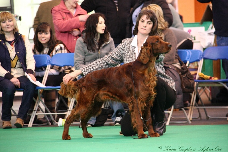 Crufts2011 195.jpg